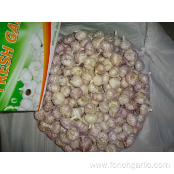 2019 Normal Fresh Garlic